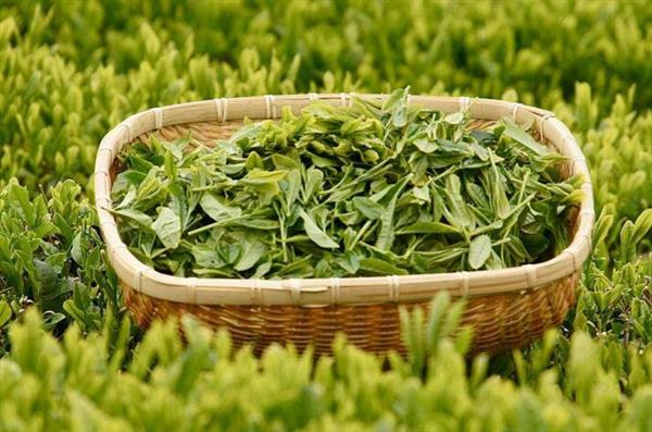 想做評(píng)茶師？那你應(yīng)該來(lái)石家莊聞達(dá)職業(yè)技能培訓(xùn)學(xué)校學(xué)學(xué)了